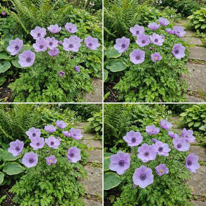 Anemone Flower Seeds for Planting Light Violet - Experience the Soft and Lovely Light Violet Anemones