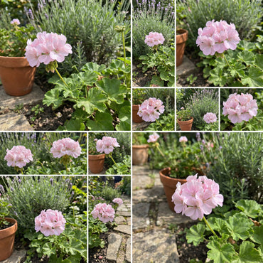 Blassrosa Duftgeranien-Samen zum Pflanzen - Efeu-Geranie Mehrjährig