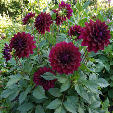 Purple Red Dahlia Seeds for Planting - Transform Your Space with Stunning Blooms
