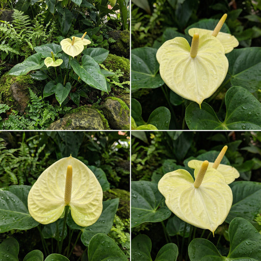 Light Yellow Anthurium Linden Araceae Seeds for Planting - Exotic Flower Seeds