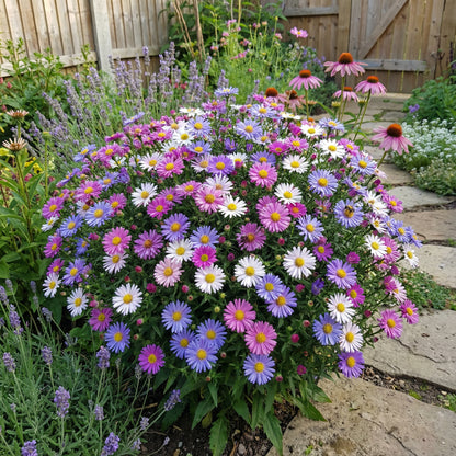 Aster Seeds for Planting Multi-Colour Blooms - Vibrant Colors for Your Garden