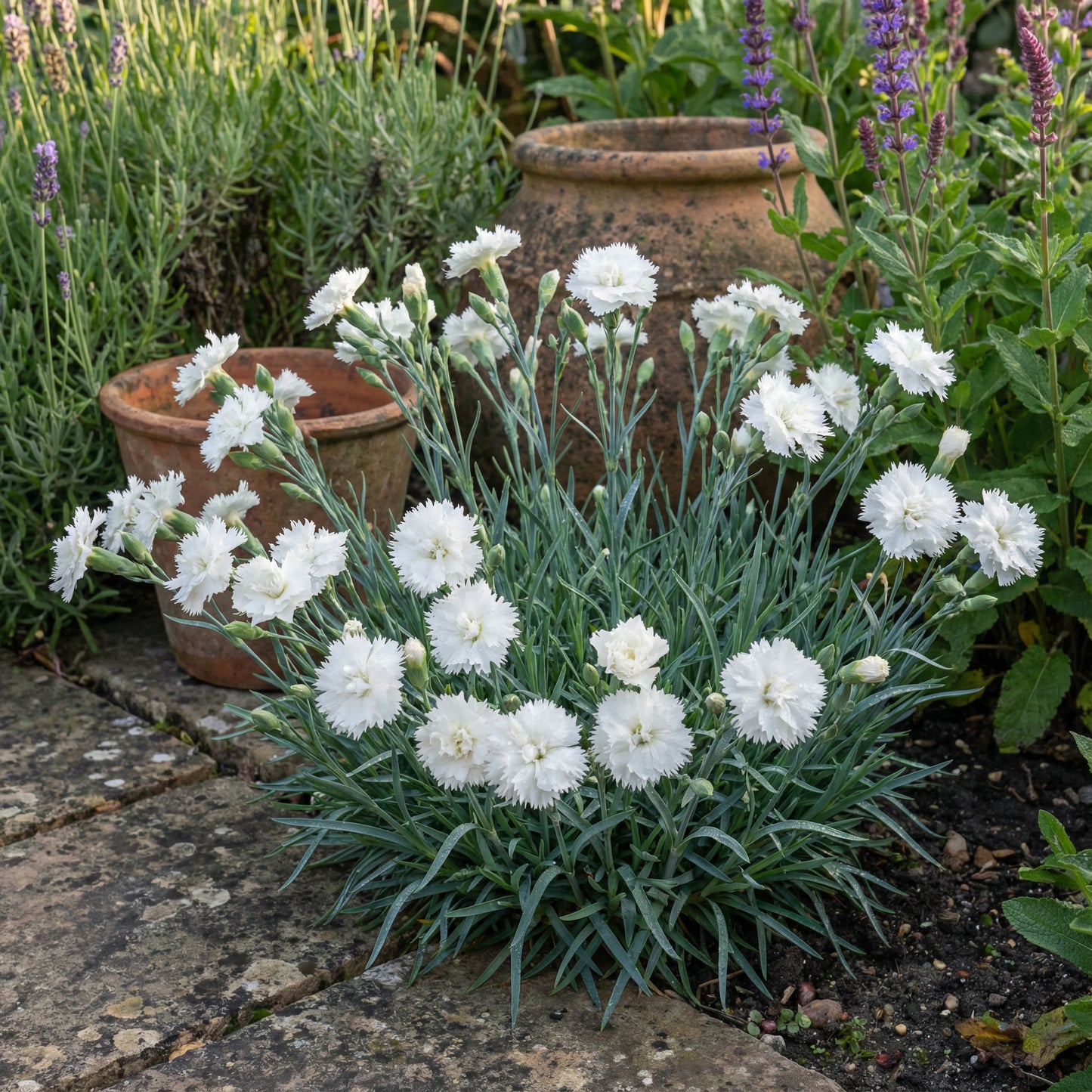 Schneerosen-Blumensamen zum Pflanzen Helllavendel