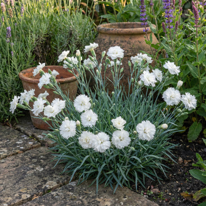 Schneerosen-Blumensamen zum Pflanzen Helllavendel