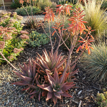 Aloe Cameron Violet Seeds for Planting - Unique and Striking