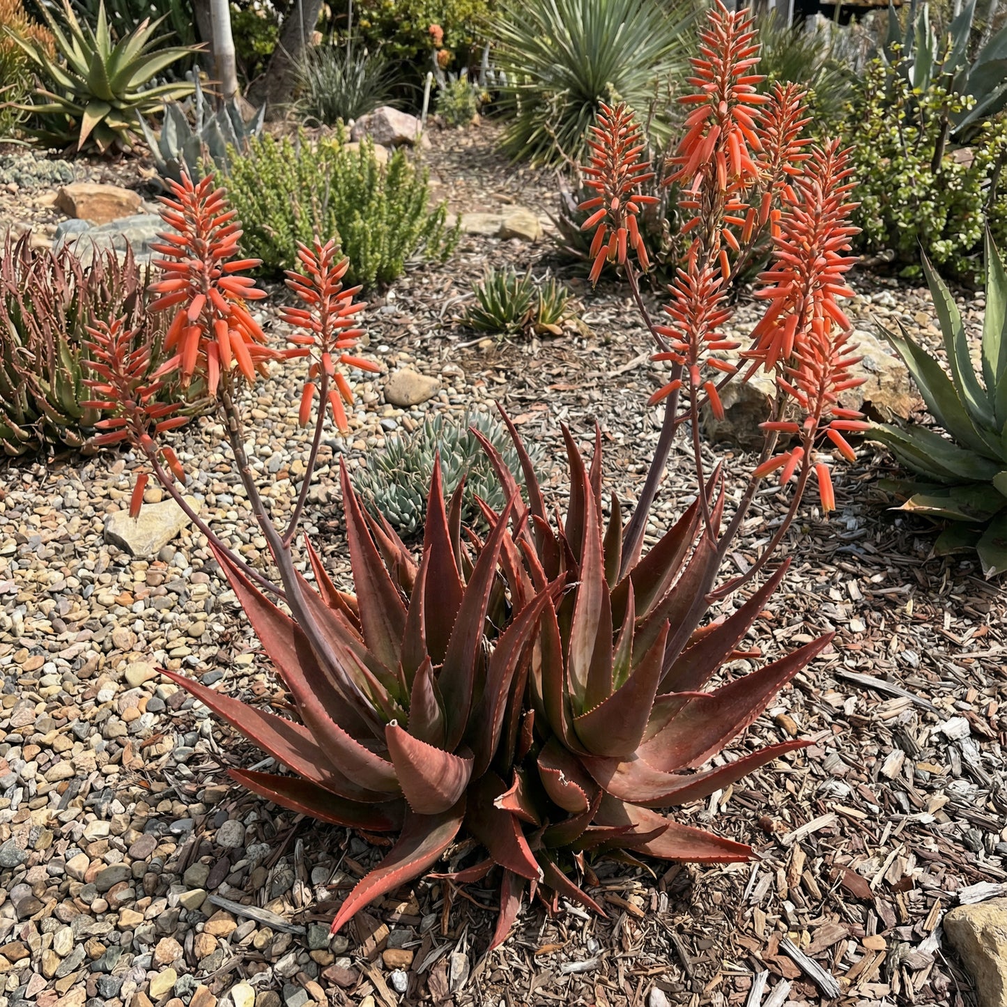 Aloe Cameron Violet Seeds for Planting - Unique and Striking