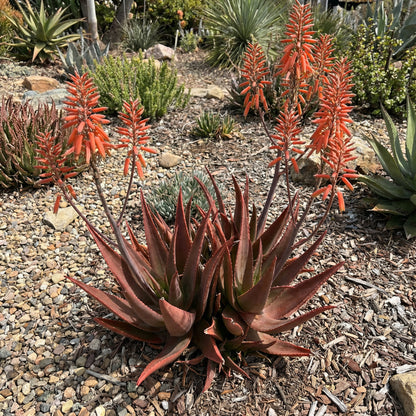 Aloe Cameron Violet Seeds for Planting - Unique and Striking
