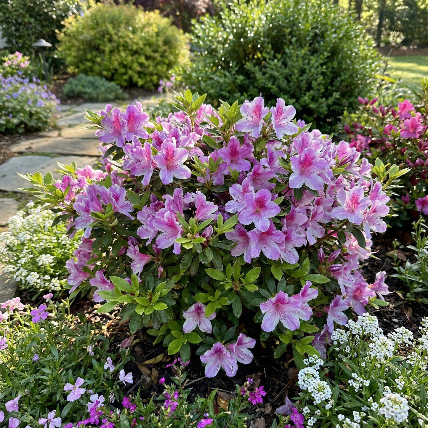 Purple and White Azalea Seeds for Planting - Elegant Garden Blooms