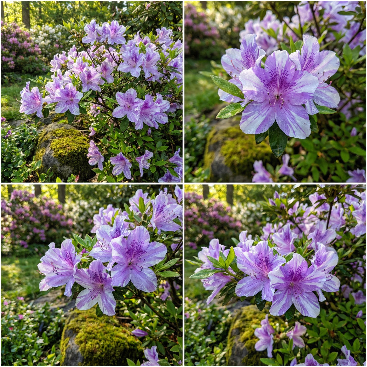Purple and White Azalea Seeds for Planting - Elegant Garden Blooms