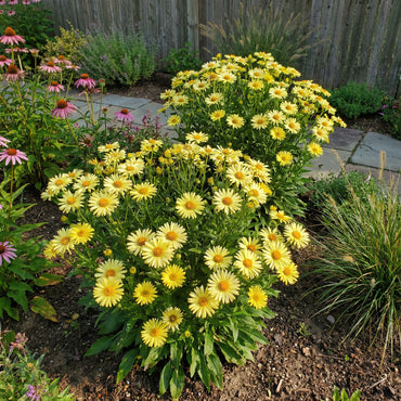 Lemon Yellow Aster Seeds for Planting - Brighten Your Garden