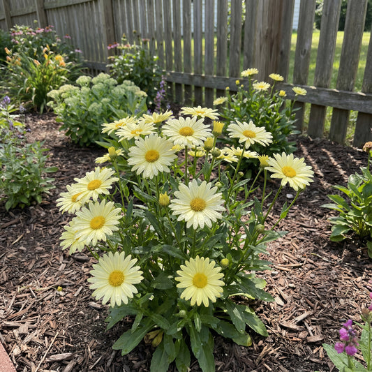 Lemon Yellow Aster Seeds for Planting - Brighten Your Garden