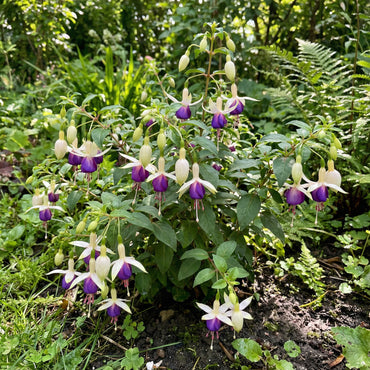 White Violet Fuchsia Seeds for Stunning Garden Planting