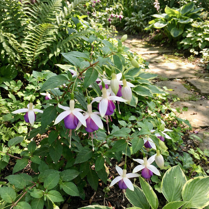 White Violet Fuchsia Seeds for Stunning Garden Planting