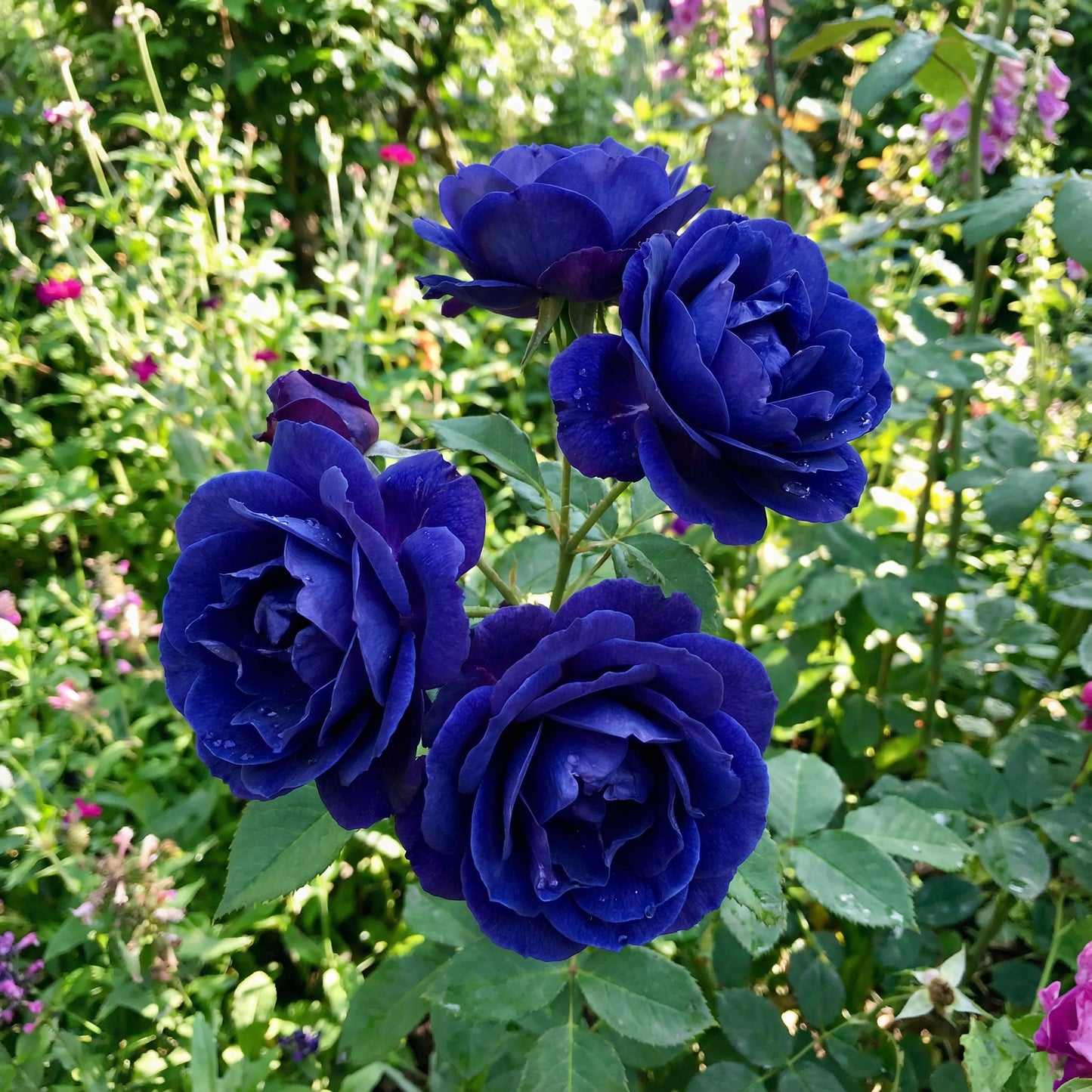 Seltene Dunkelblaue Einzigartige Rosenblumen-Samen für Atemberaubende Blumenschauen