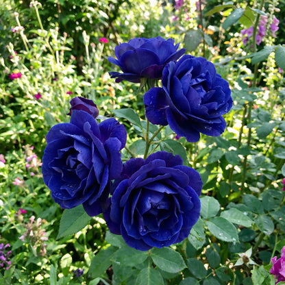 Seltene Dunkelblaue Einzigartige Rosenblumen-Samen für Atemberaubende Blumenschauen