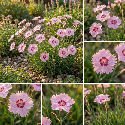 Light Rose Dianthus Seeds for Planting - Cultivate Soft and Lovely Flowers