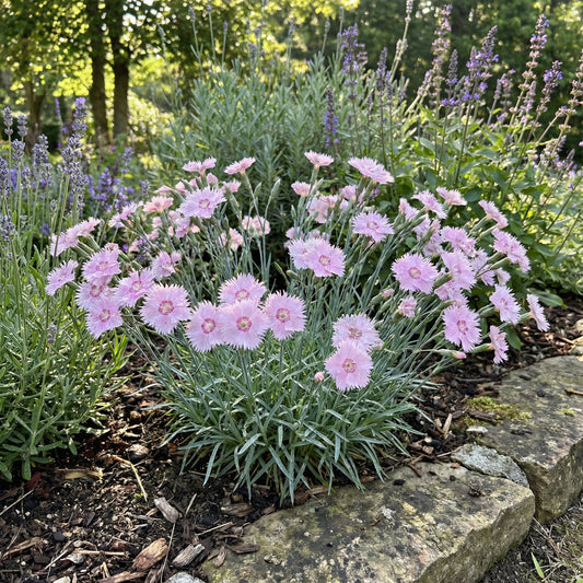 Light Rose Dianthus Seeds for Planting - Cultivate Soft and Lovely Flowers