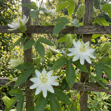 White Passion Flower Seeds for Planting - Grow Exotic Blooms