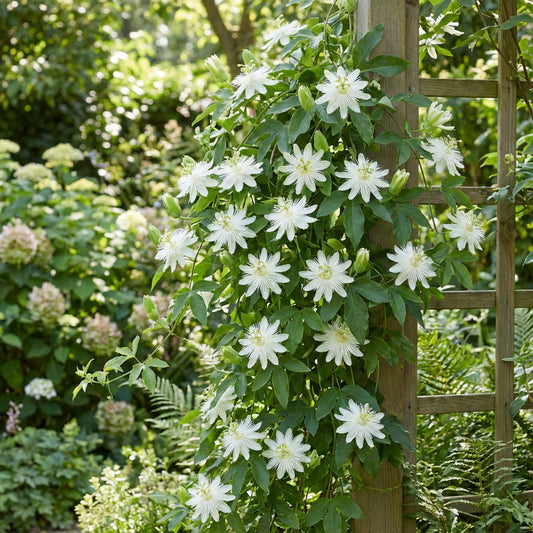 White Passion Flower Seeds for Planting - Grow Exotic Blooms
