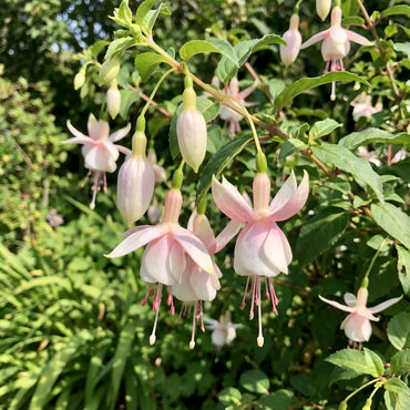 Fuchsia Flower Seeds for Planting - Beautiful White Pink Fuchsias for Your Garden