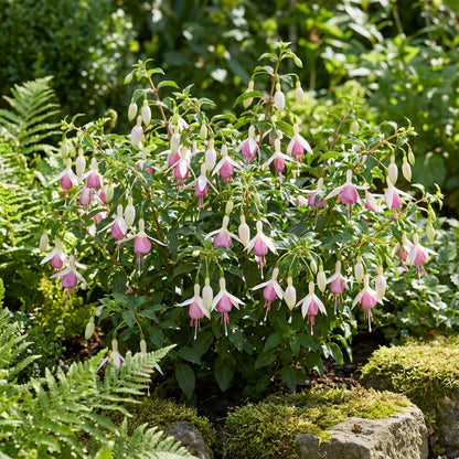Fuchsia Flower Seeds for Planting - Beautiful White Pink Fuchsias for Your Garden