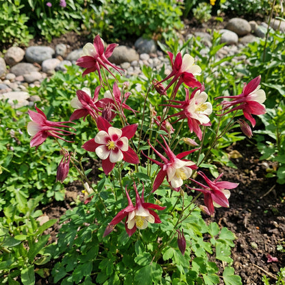 Red White Aquilegia Seeds - Plant Beautiful Delicate Flowers