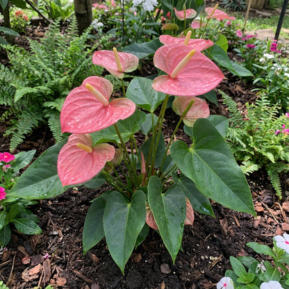 Rosenrosa Anthurium-Samen für mehrjährige Bepflanzung