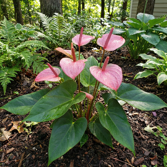 Rose Pink Anthurium Seeds for Perennial Planting