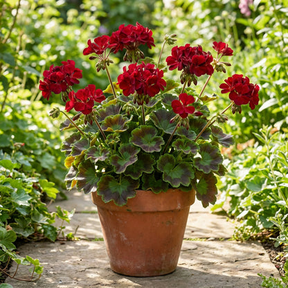 Red Edge Geranium Flower Seeds for Planting - Bold and Beautiful Blooms