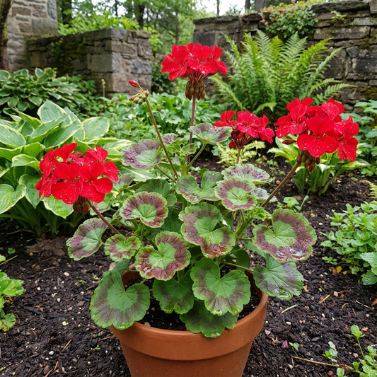 Rote Rand-Storchschnabel-Blumensamen zum Pflanzen – Kräftige und schöne Blüten