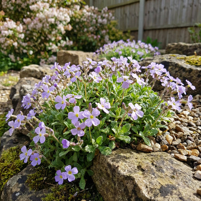 Rock Cress Flower Seeds for Planting Light Violet