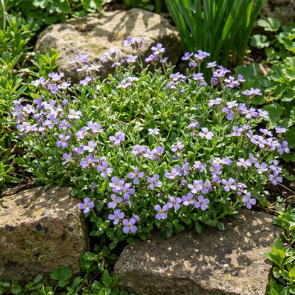 Rock Cress Flower Seeds for Planting Light Violet