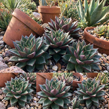 Echeveria Purpusorum Seeds for Planting - Unique Mixed Color Succulents