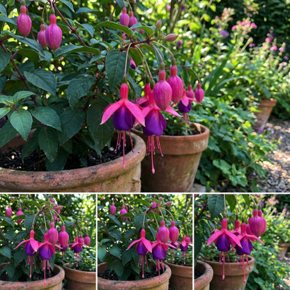 Pink Violet Fuchsia Flower Seeds for Planting - Grow Vibrant Blooms