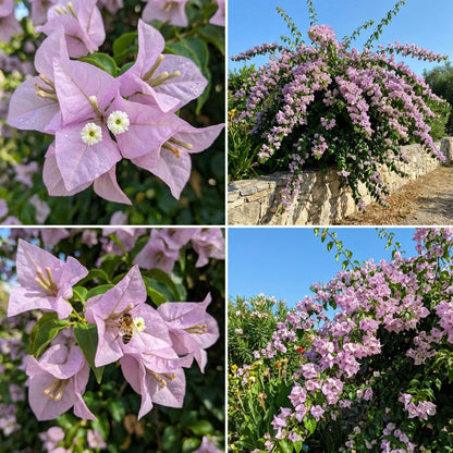 Light Purple Bougainvillea Seeds for Planting - Grow Beautiful Bougainvilleas