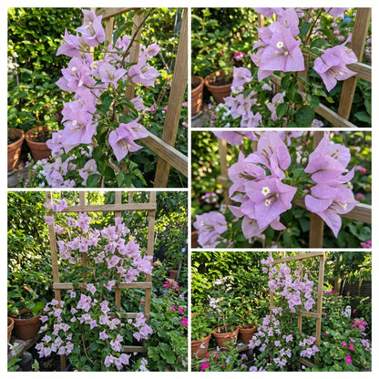 Light Purple Bougainvillea Seeds for Planting - Grow Beautiful Bougainvilleas