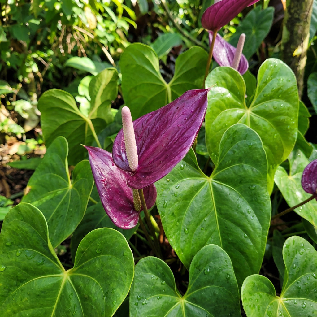 Violet Anthurium Linden Seeds for Planting - Elegant Araceae Flower Seeds