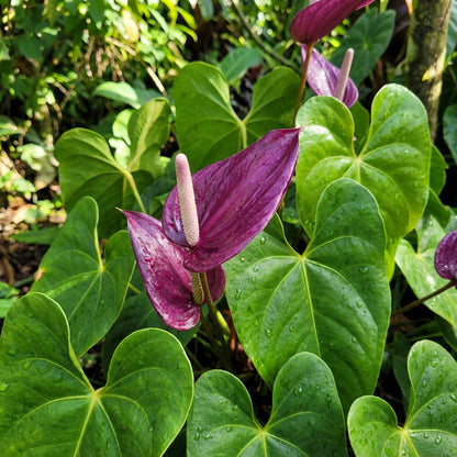Violet Anthurium Linden Seeds for Planting - Elegant Araceae Flower Seeds