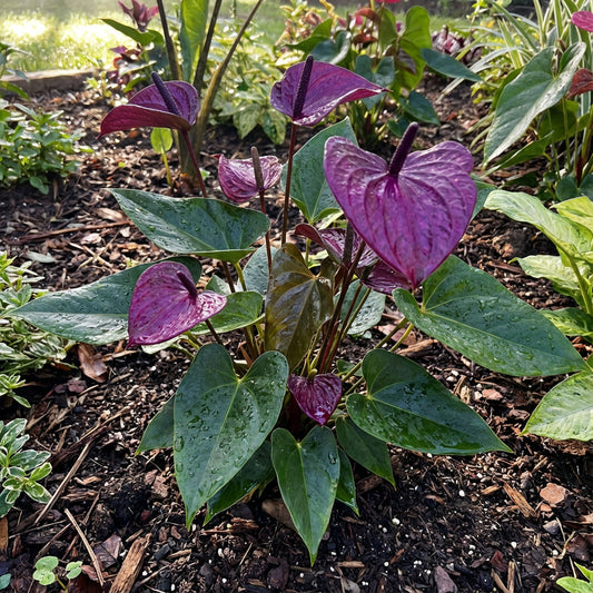 Violet Anthurium Linden Seeds for Planting - Elegant Araceae Flower Seeds