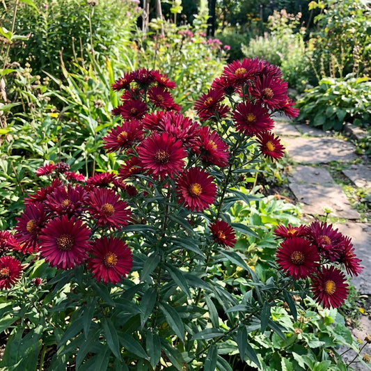 Dark Red Aster CALLISTEPHUS Seeds for Planting - Bold Blooms for Your Garden