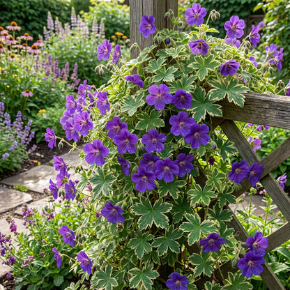 Violet Climbing Geranium Seeds - Grow Stunning Violet Blooms for Your Garden