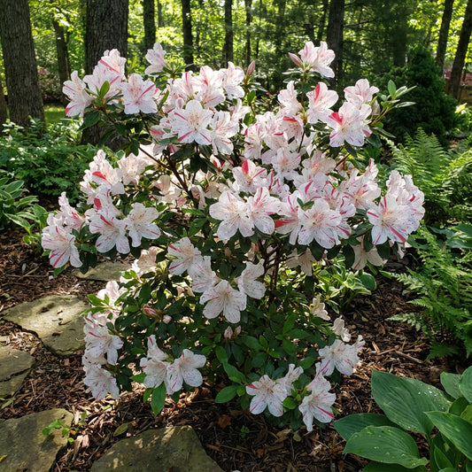 Plant White Red Azalea Seeds - Transform Your Garden This Season