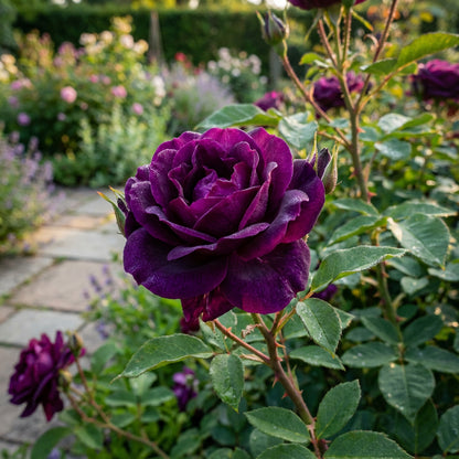 Dunkelviolette Rosenblumensamen zum Pflanzen – Lebendig und Duftend