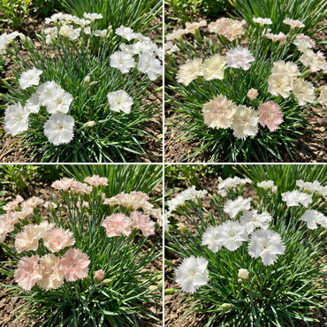 White Mix Dianthus Seeds for Planting - Elegant Flower Blooms