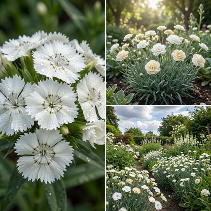 White Mix Dianthus Seeds for Planting - Elegant Flower Blooms
