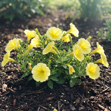 Petunia Flower Seeds - Bright Light Yellow for Planting
