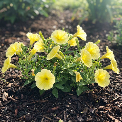 Petunia Flower Seeds - Bright Light Yellow for Planting