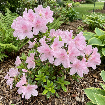 Baby Pink Azalea Flower Seeds for Planting - Enhance Your Garden with Soft Elegance