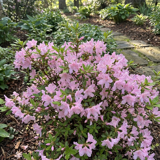 Baby Pink Azalea Flower Seeds for Planting - Enhance Your Garden with Soft Elegance
