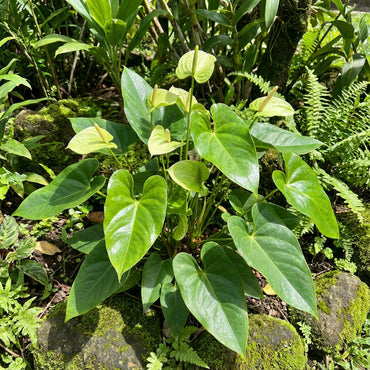 Green Anthurium Flower Seeds for Planting - Exotic Perennial Blooms