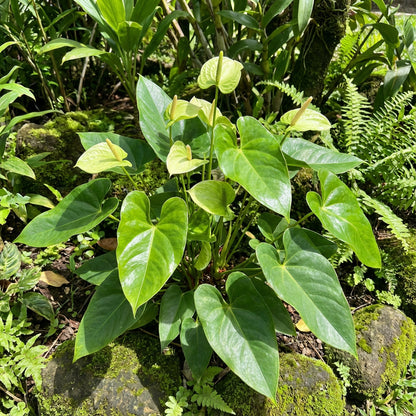 Green Anthurium Flower Seeds for Planting - Exotic Perennial Blooms